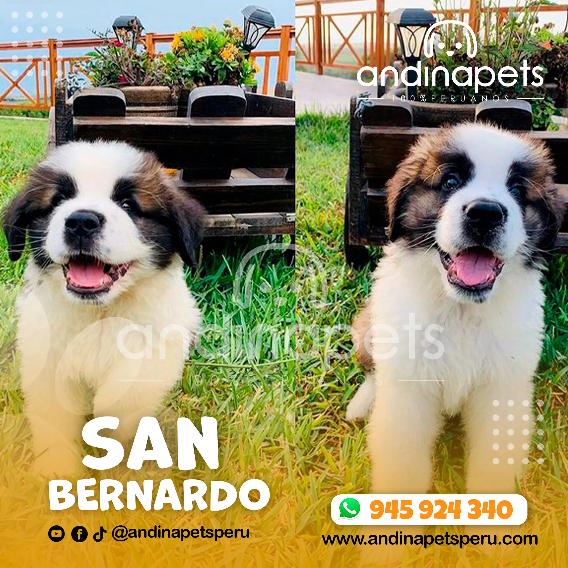 SAN BERNARDO - Imagen 3