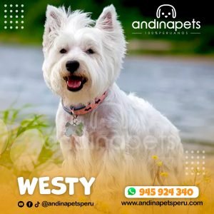WESTY