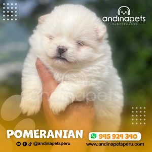 POMERANIAN