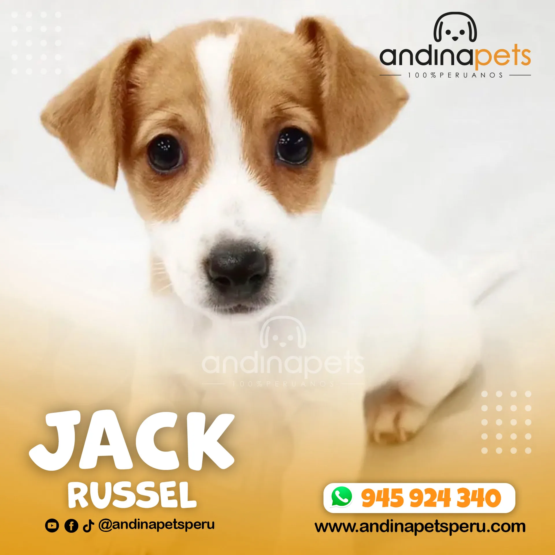 JACK RUSSEL - Imagen 4