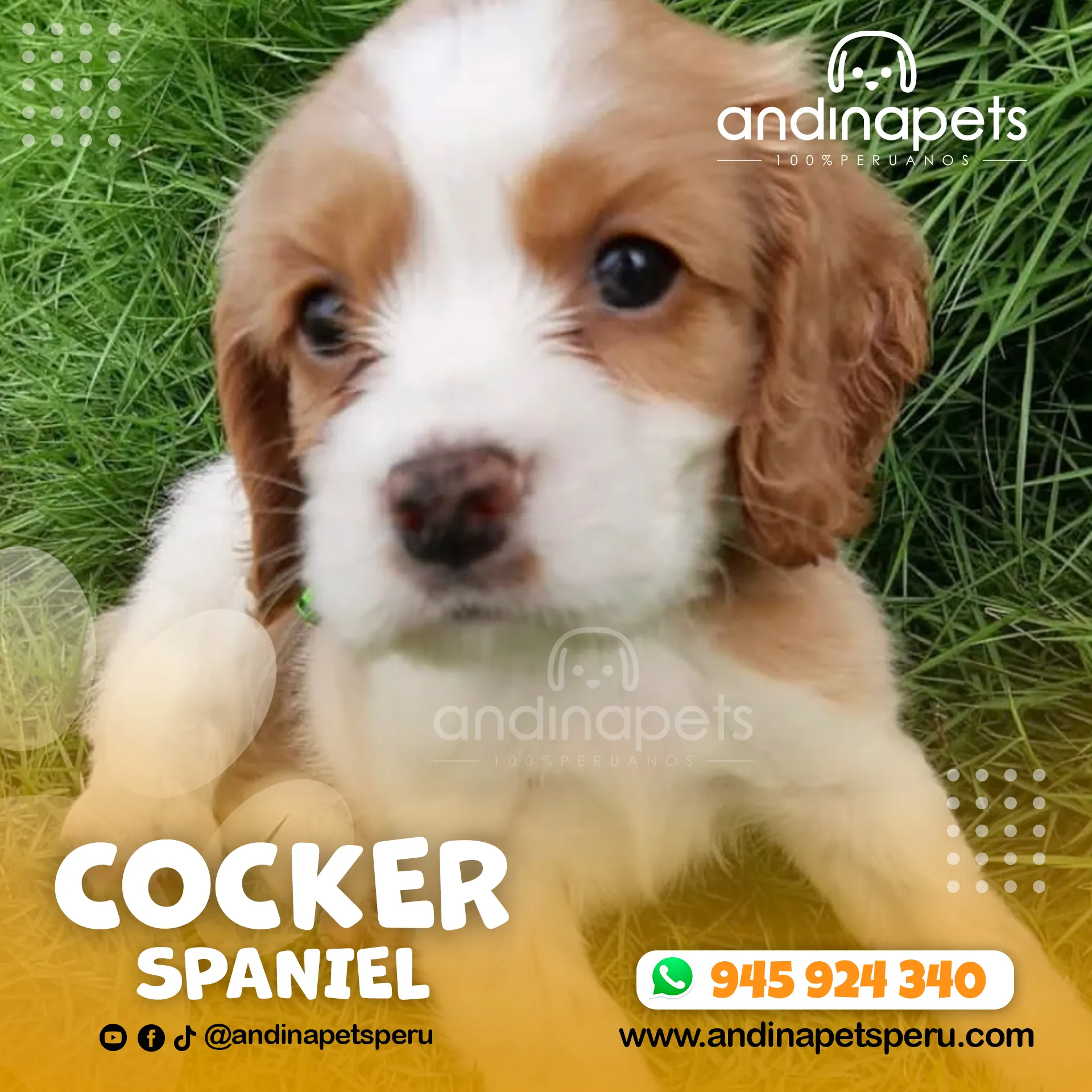 COCKER SPANIEL - Imagen 4