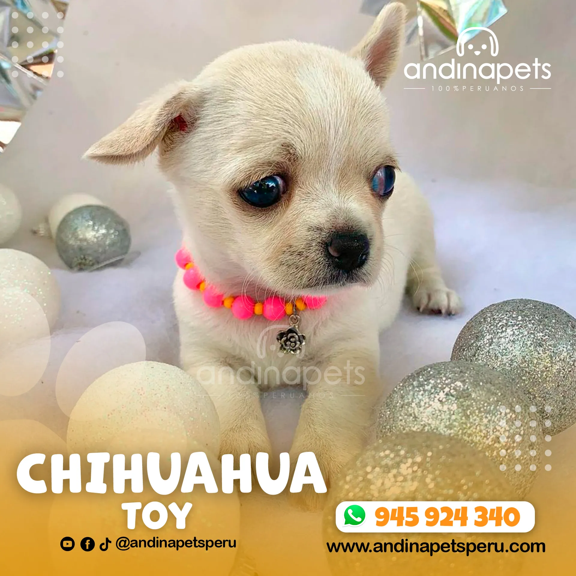 CHIHUAHUA TOY - Imagen 4
