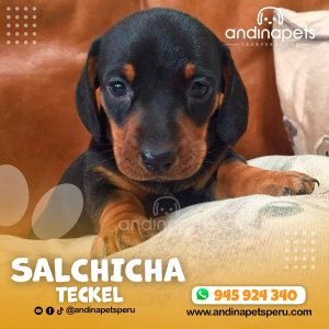 SALCHICHA TECKEL