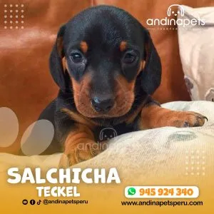 SALCHICHA TECKEL