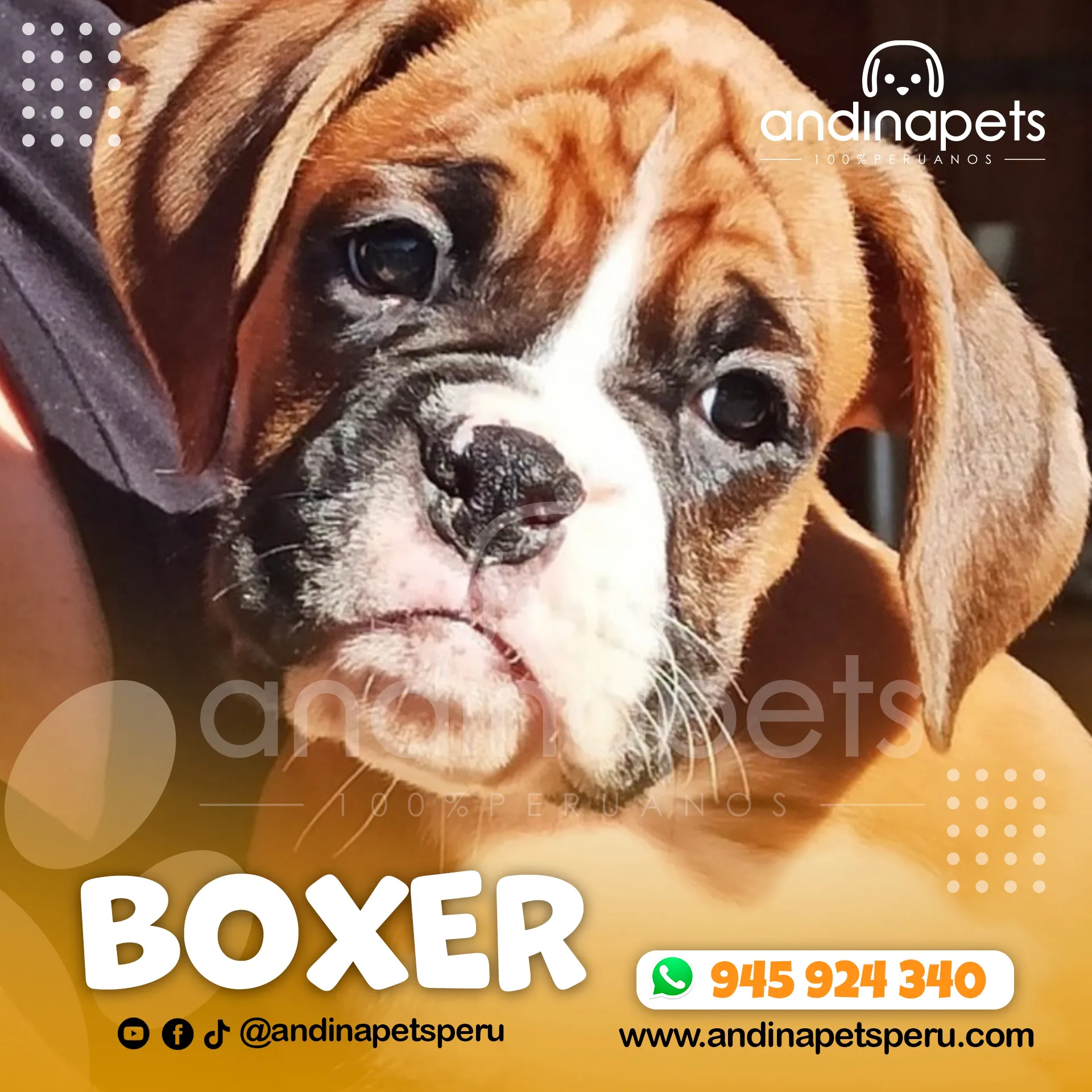 BOXER - Imagen 4