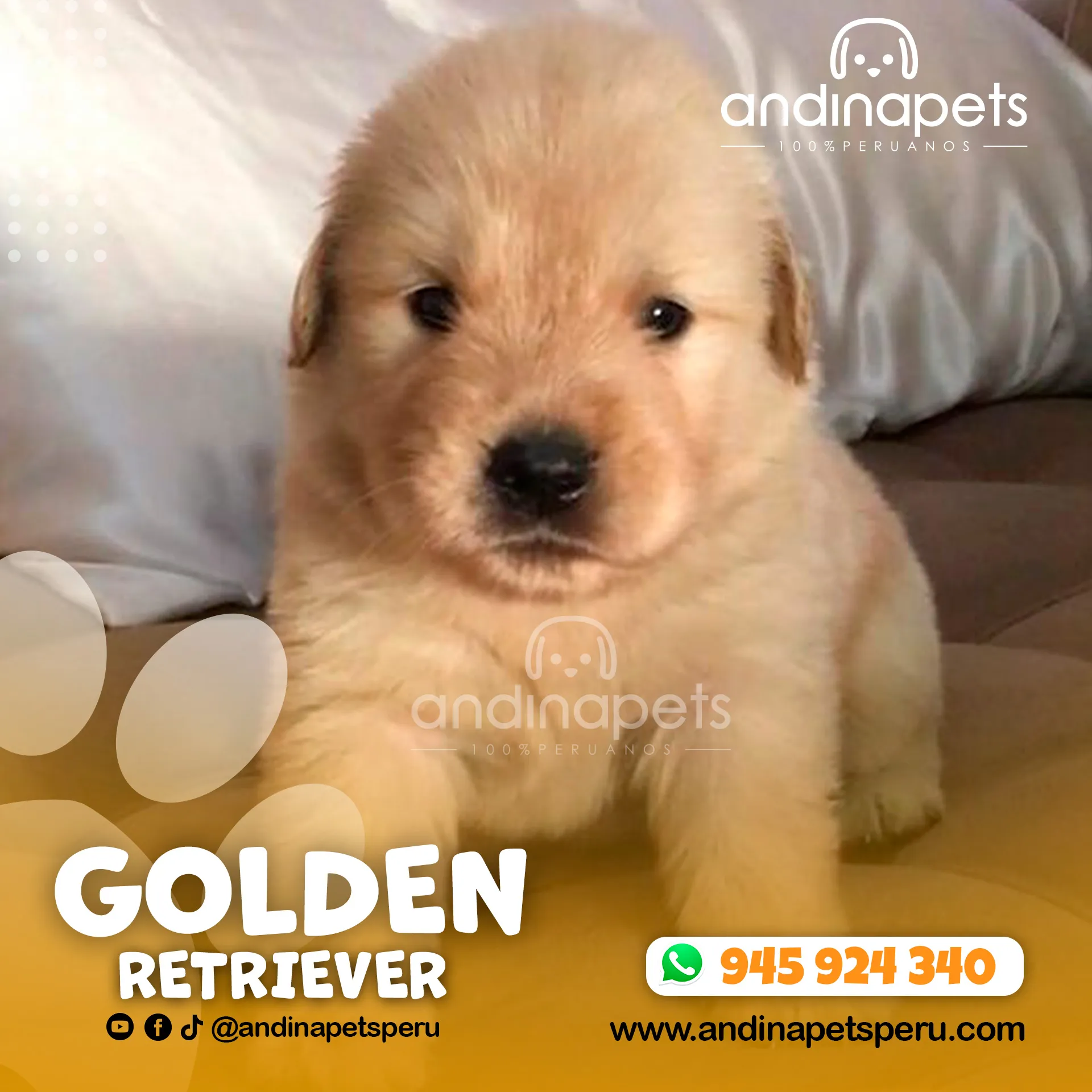 GOLDEN RETRIEVER - Imagen 4