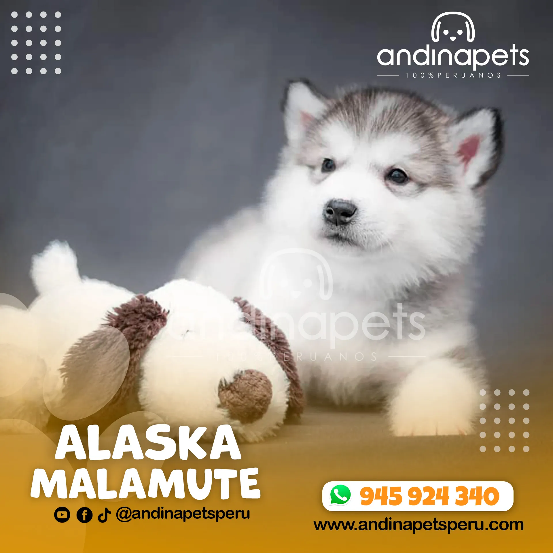ALASKA MALAMUTE - Imagen 3