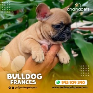 BULLDOG FRANCES