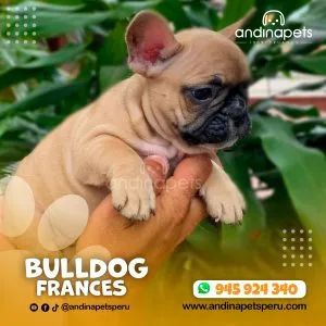BULLDOG FRANCES