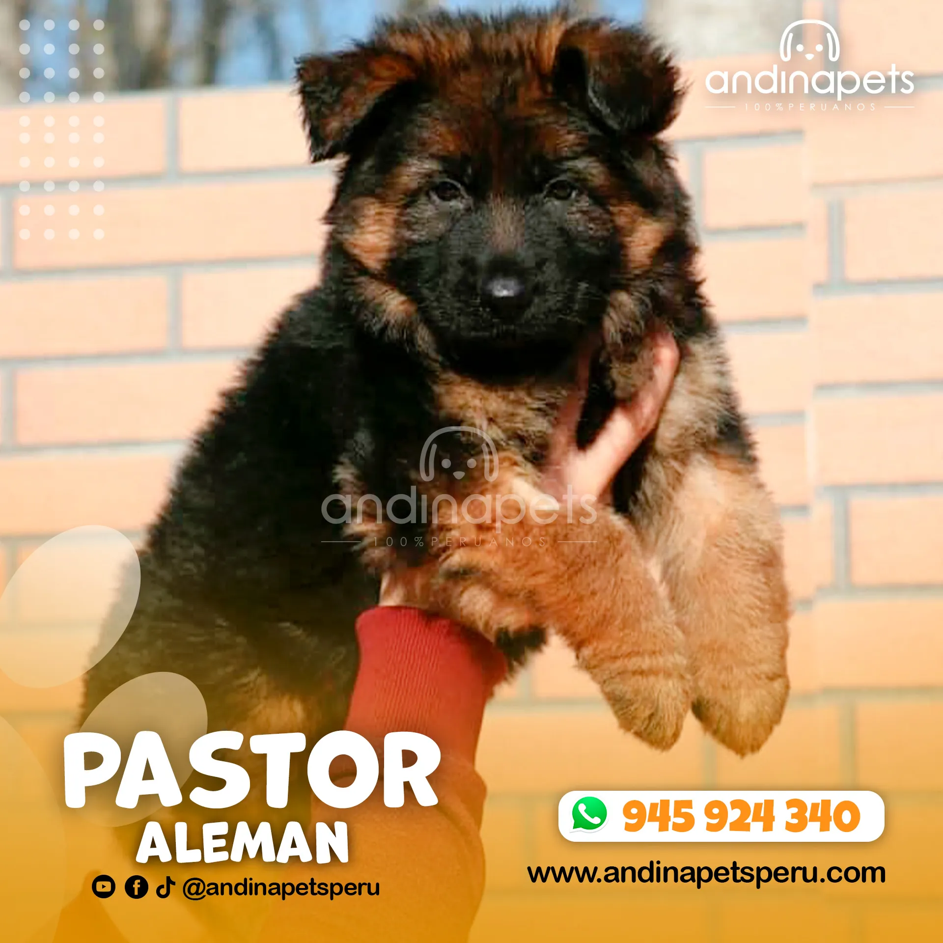 PASTOR ALEMAN - Imagen 5