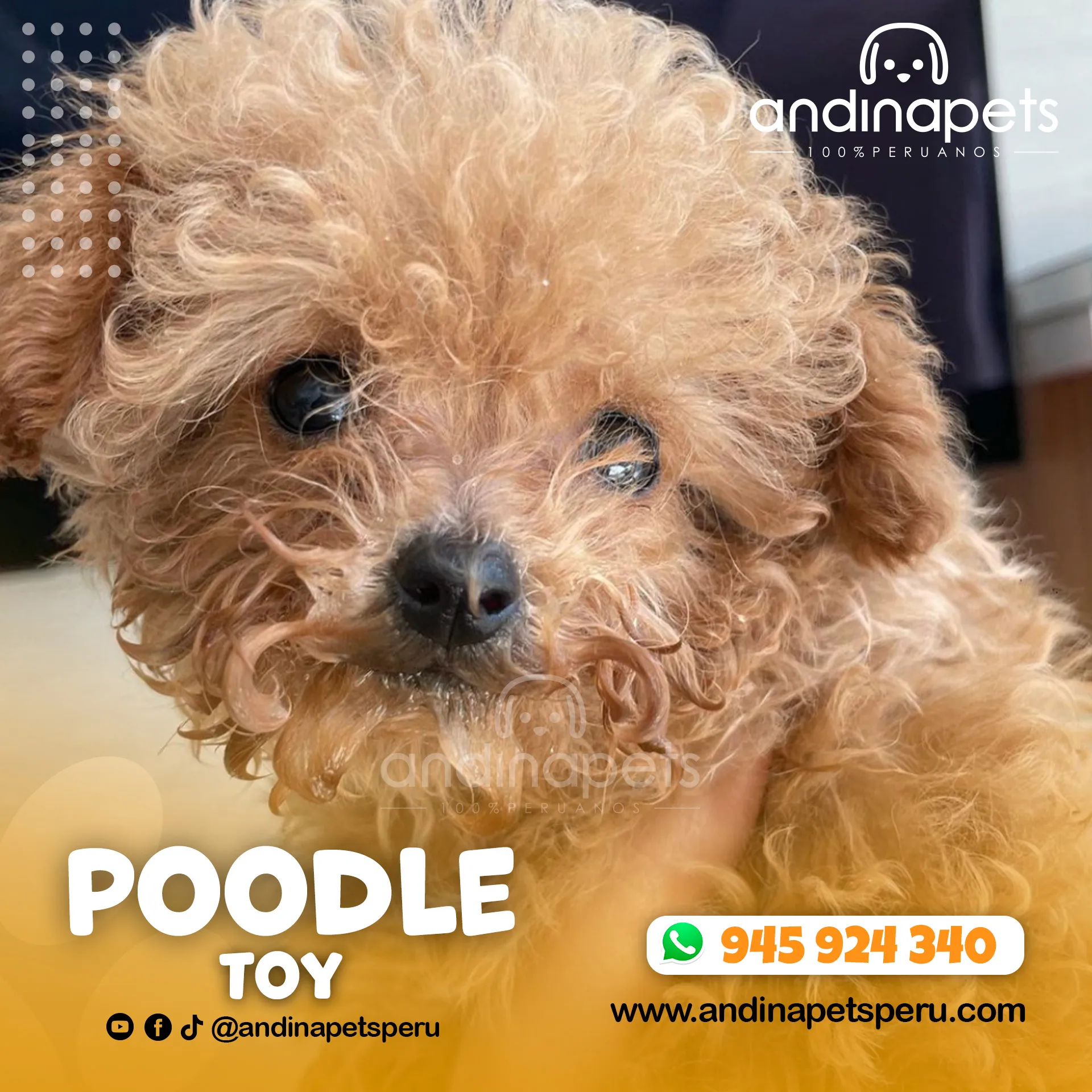 POODLE TOY - Imagen 5