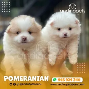 Alternative view of POMERANIAN