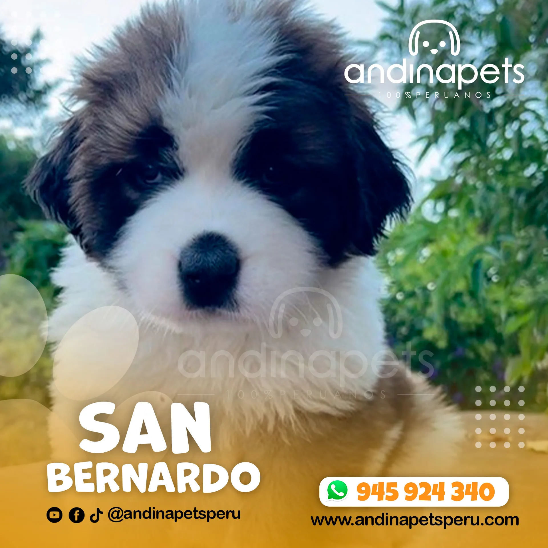 SAN BERNARDO - Imagen 4