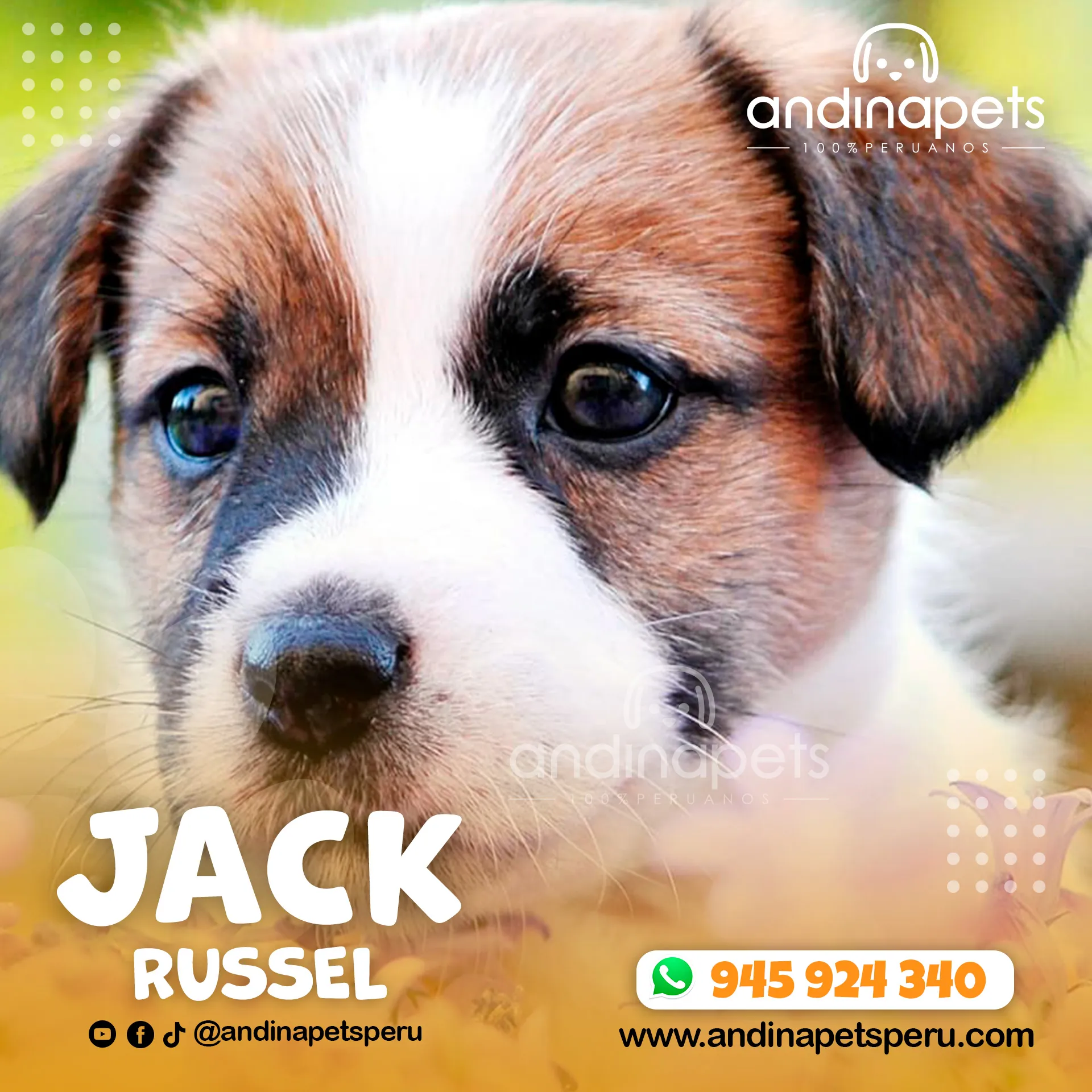 JACK RUSSEL - Imagen 5