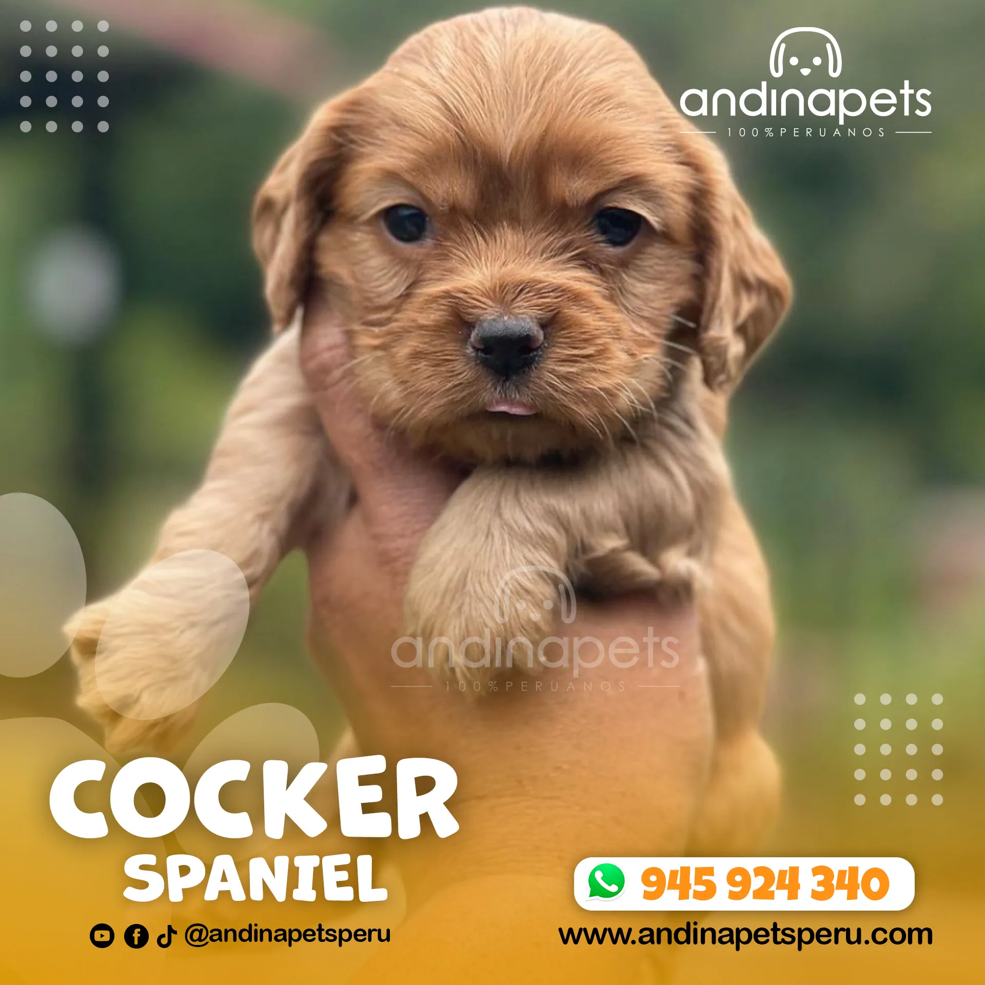 COCKER SPANIEL - Imagen 5