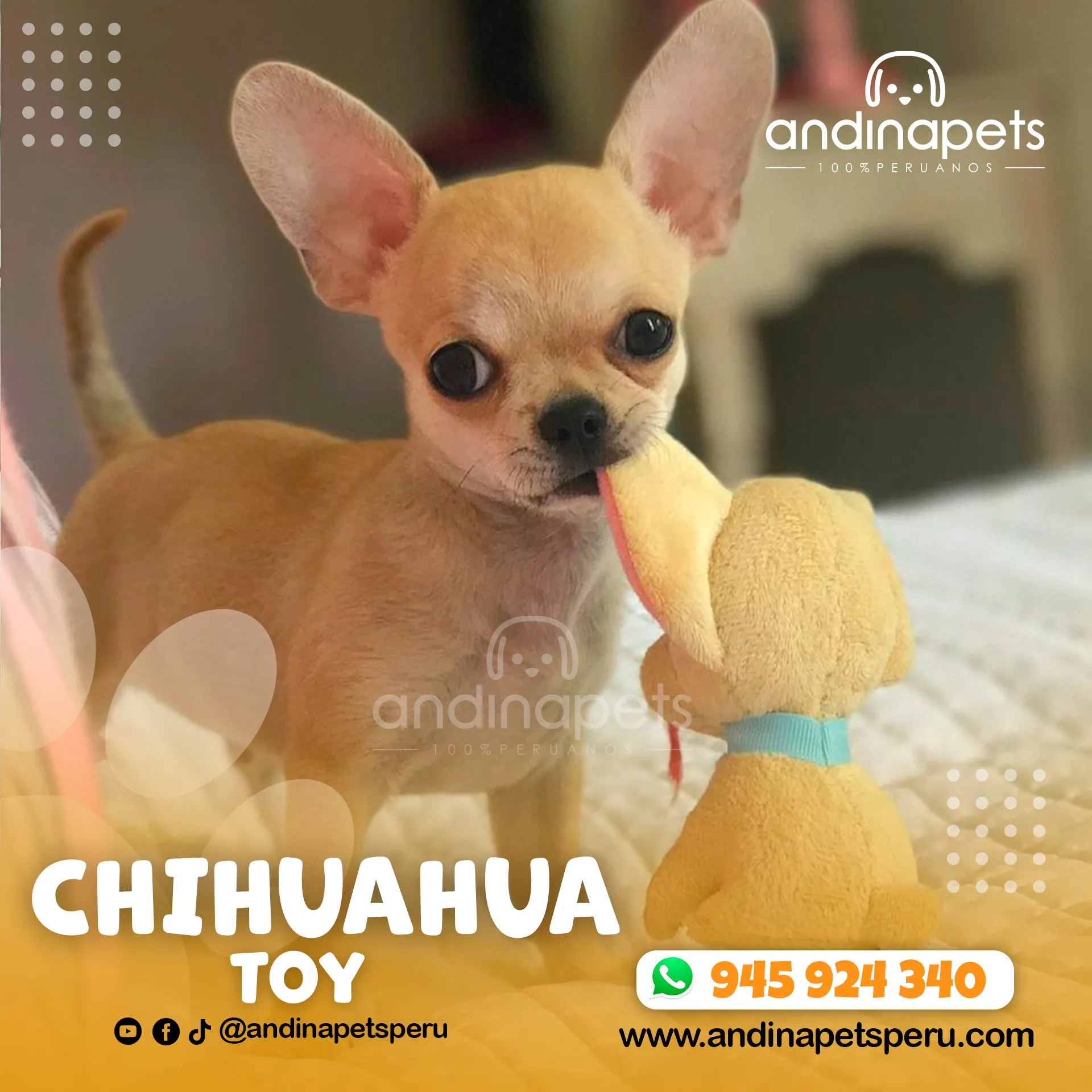 CHIHUAHUA TOY - Imagen 5