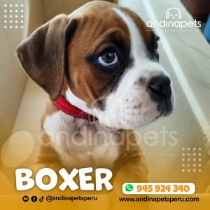 BOXER