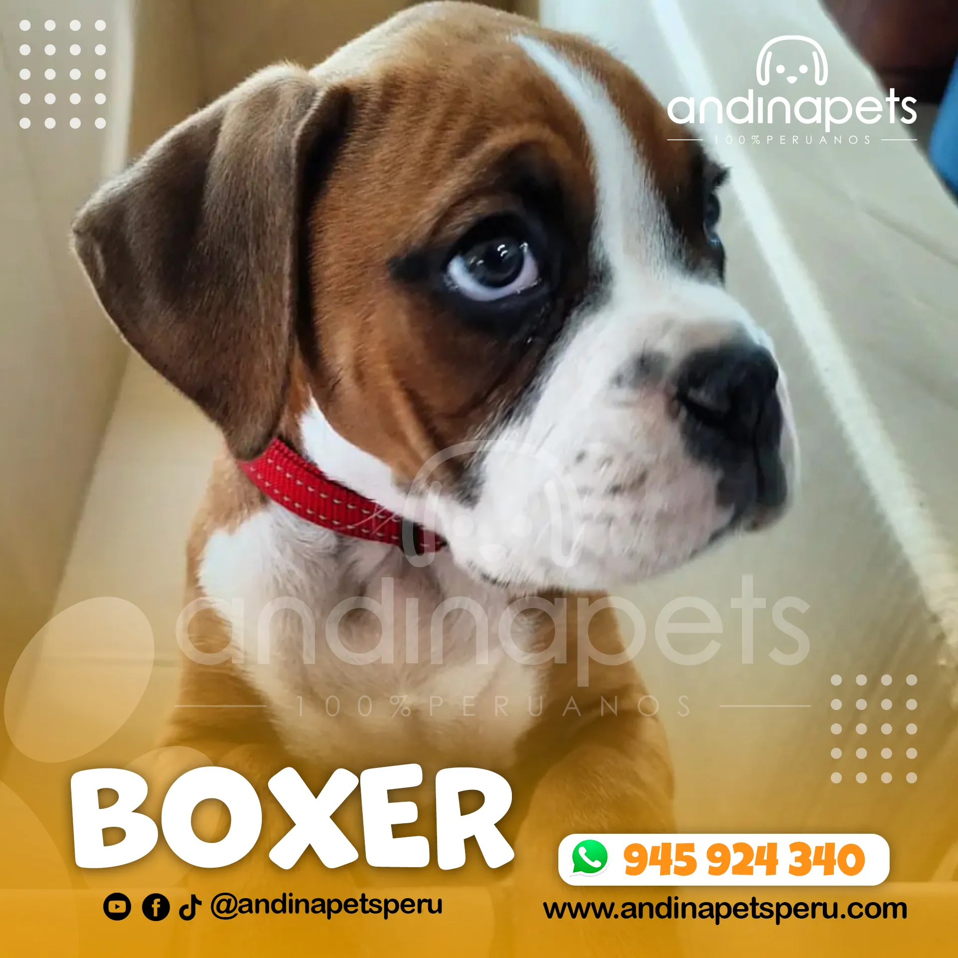 BOXER
