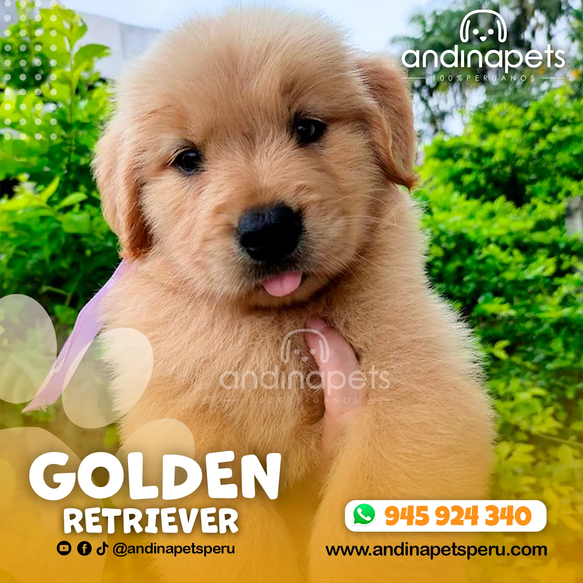 GOLDEN RETRIEVER - Imagen 5