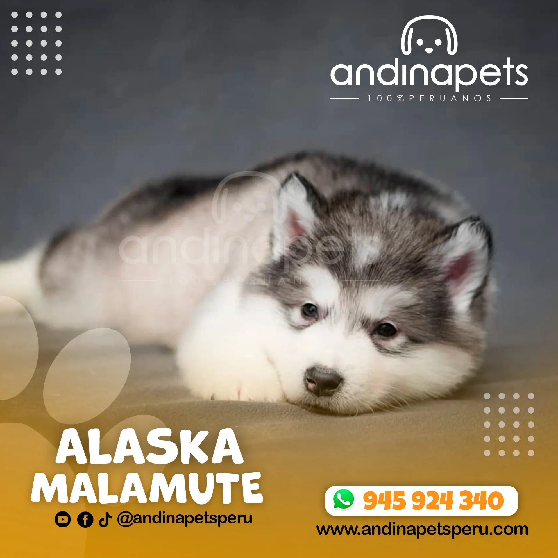 ALASKA MALAMUTE - Imagen 4