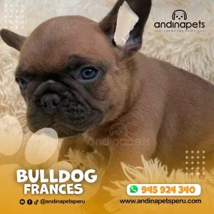 Alternative view of BULLDOG FRANCES