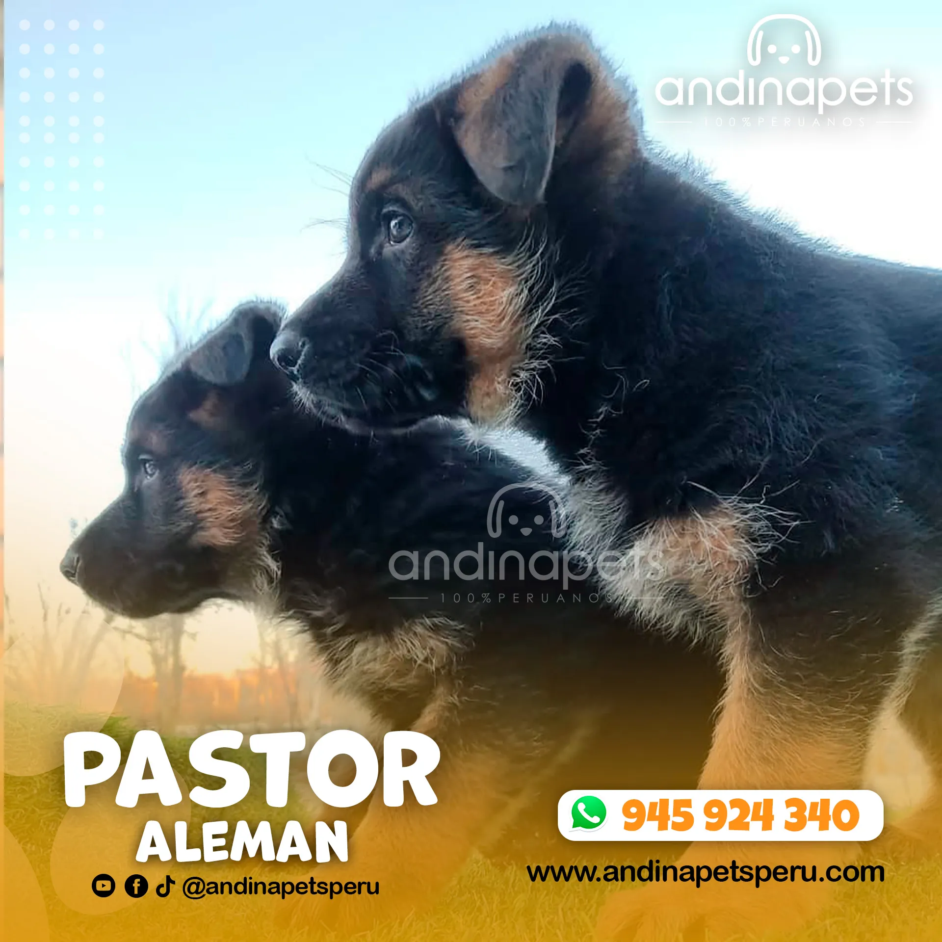 PASTOR ALEMAN - Imagen 6