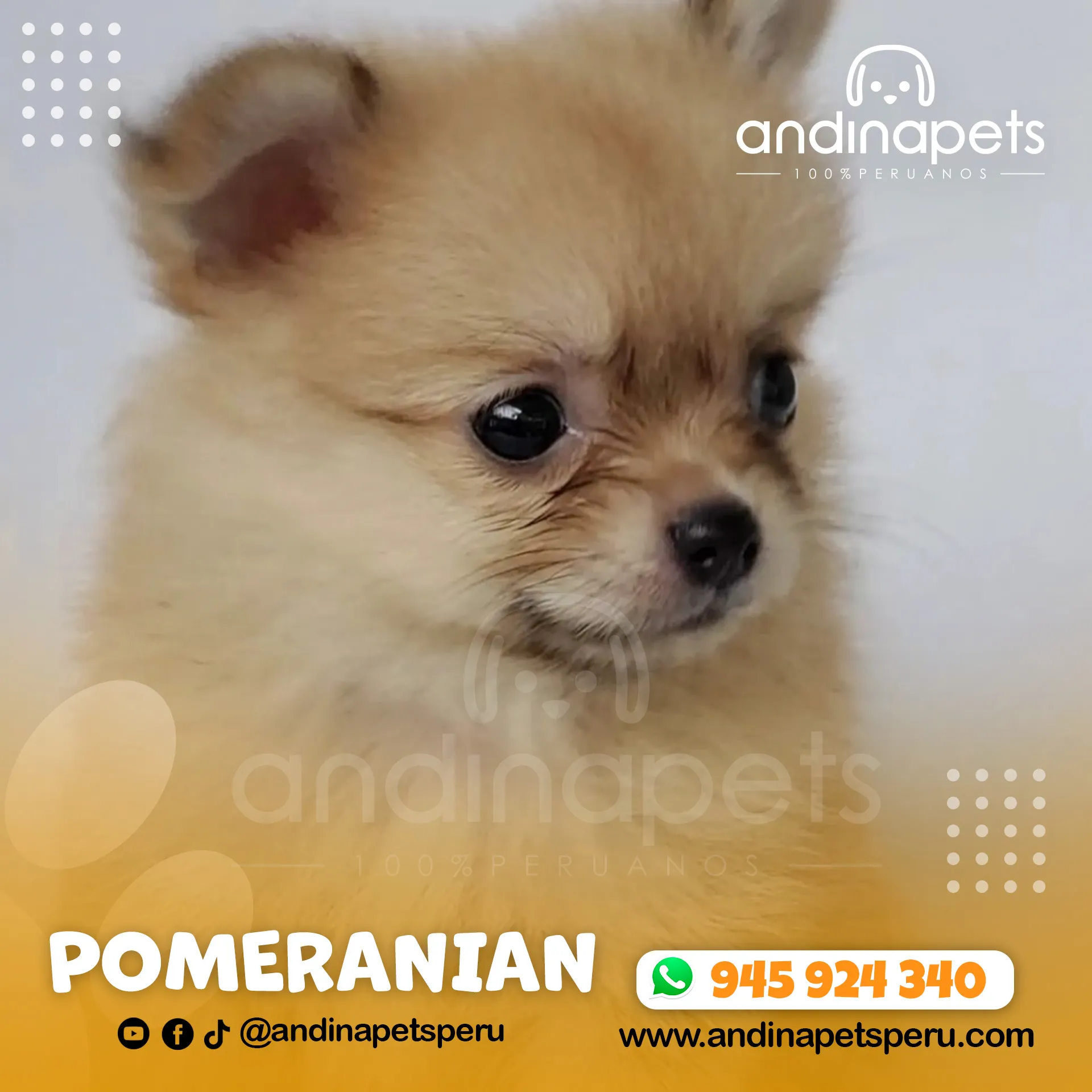 POMERANIAN - Imagen 5