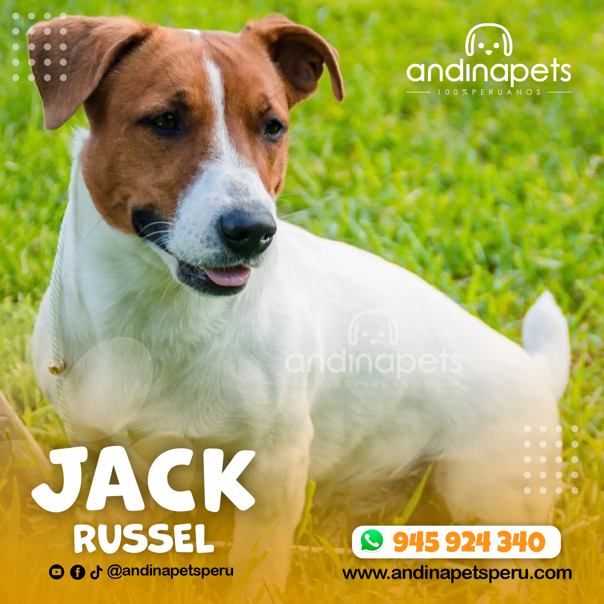 JACK RUSSEL - Imagen 6