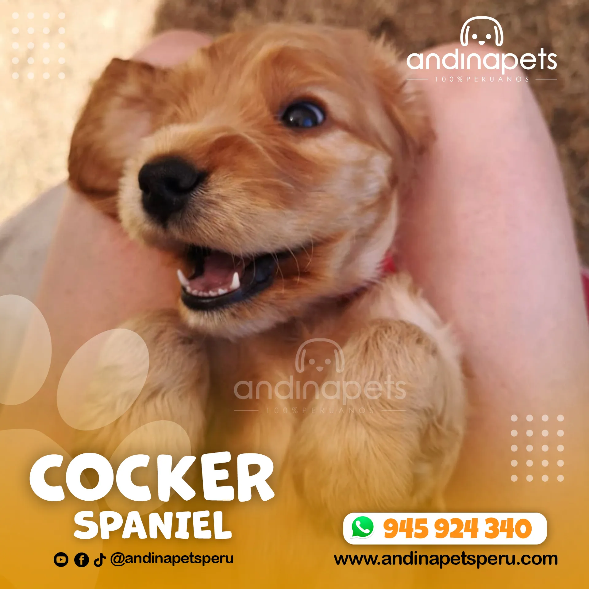 COCKER SPANIEL - Imagen 6