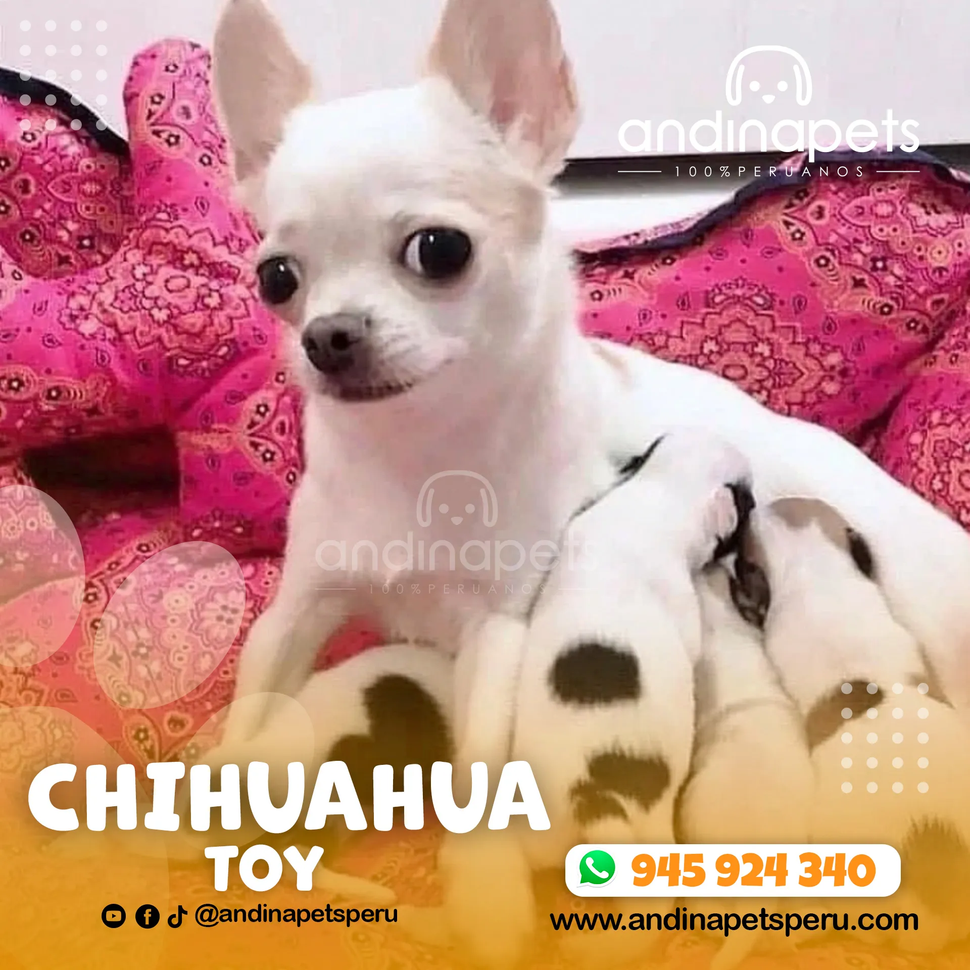 CHIHUAHUA TOY - Imagen 6