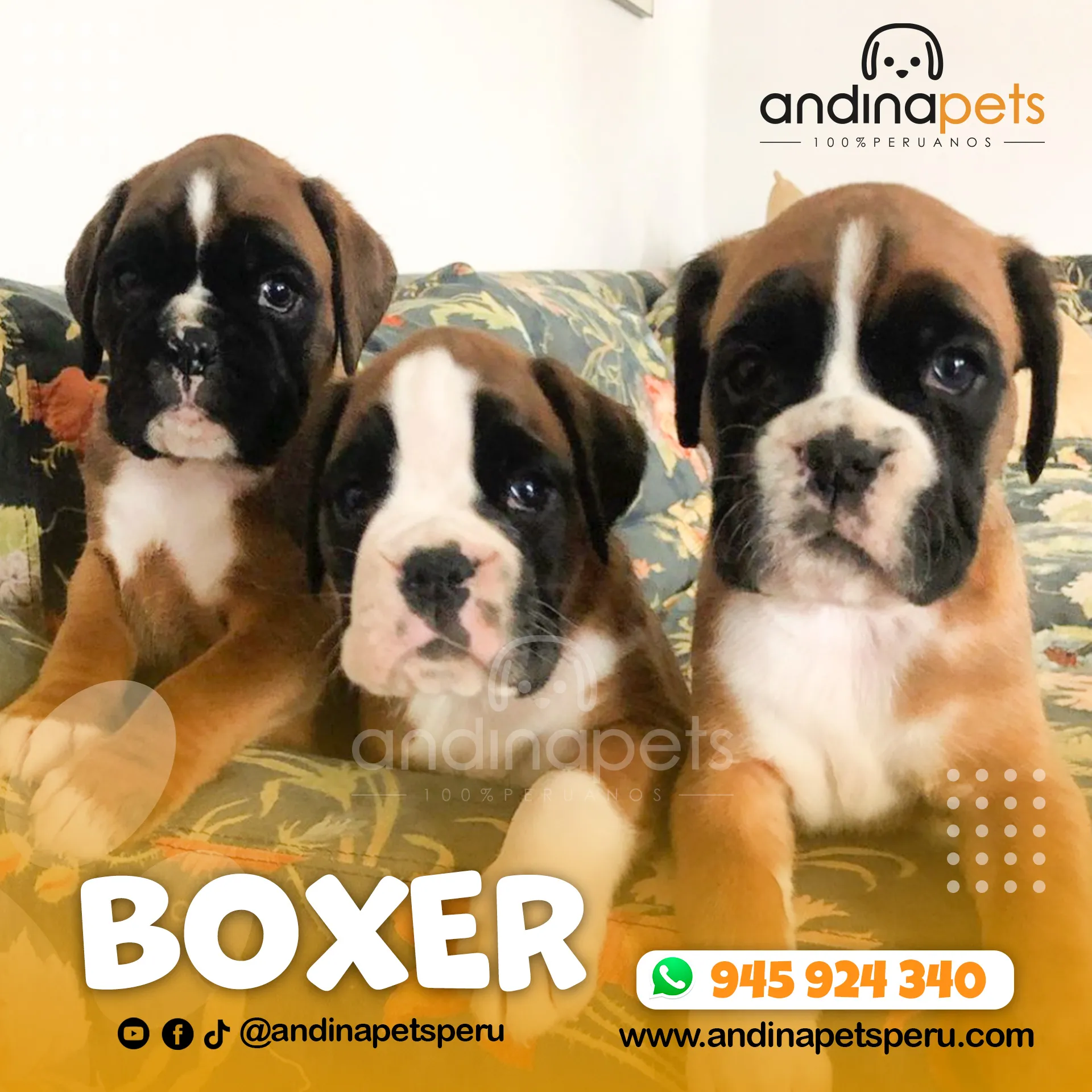 BOXER - Imagen 5