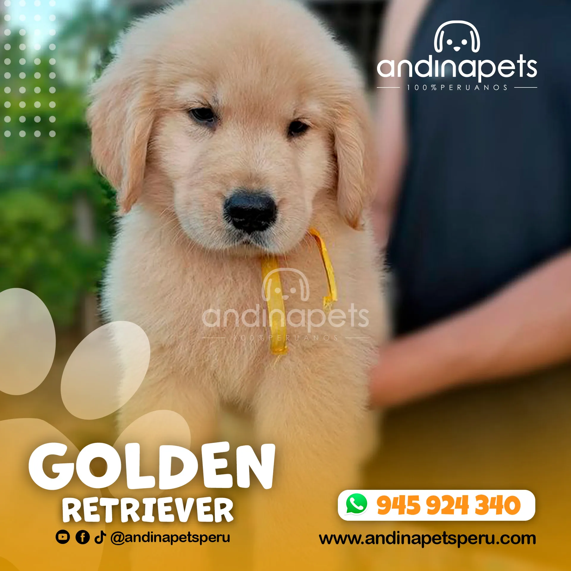 GOLDEN RETRIEVER - Imagen 6