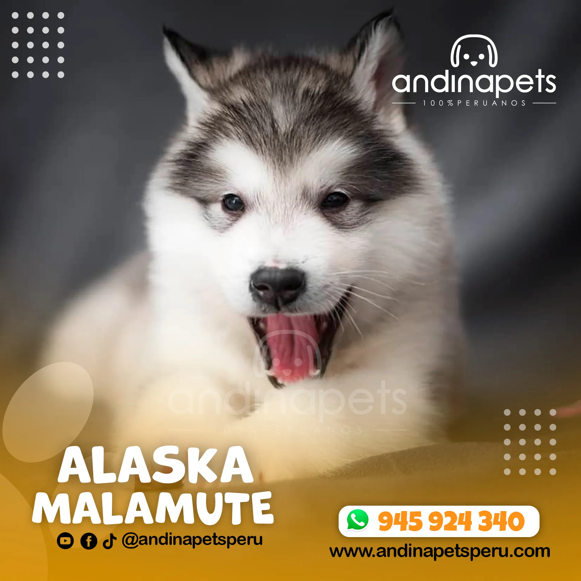 ALASKA MALAMUTE - Imagen 5