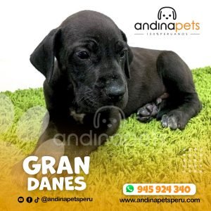 GRAN DANES