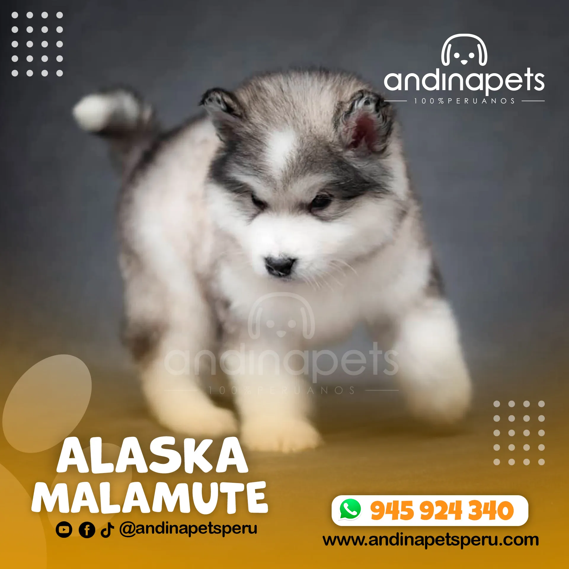 ALASKA MALAMUTE - Imagen 6