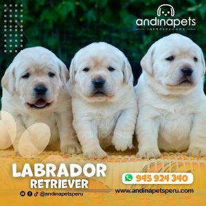 LABRADOR RETRIEVER HUESO