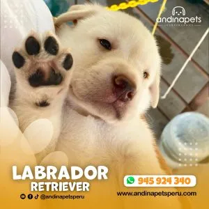 Alternative view of LABRADOR RETRIEVER HUESO