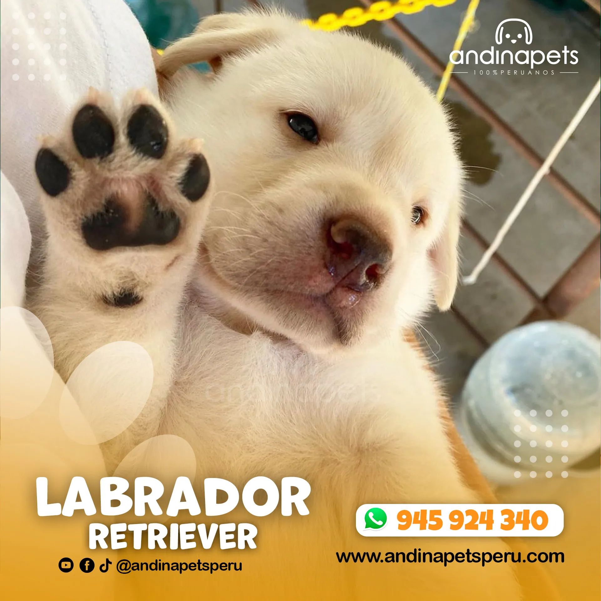 LABRADOR RETRIEVER HUESO - Imagen 2