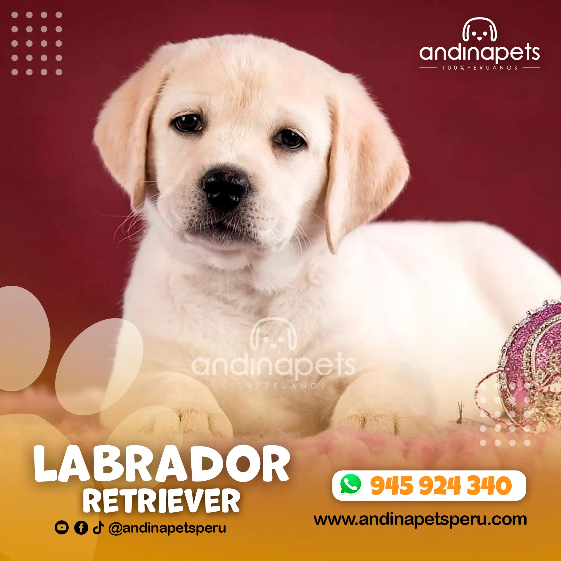 LABRADOR RETRIEVER HUESO - Imagen 3