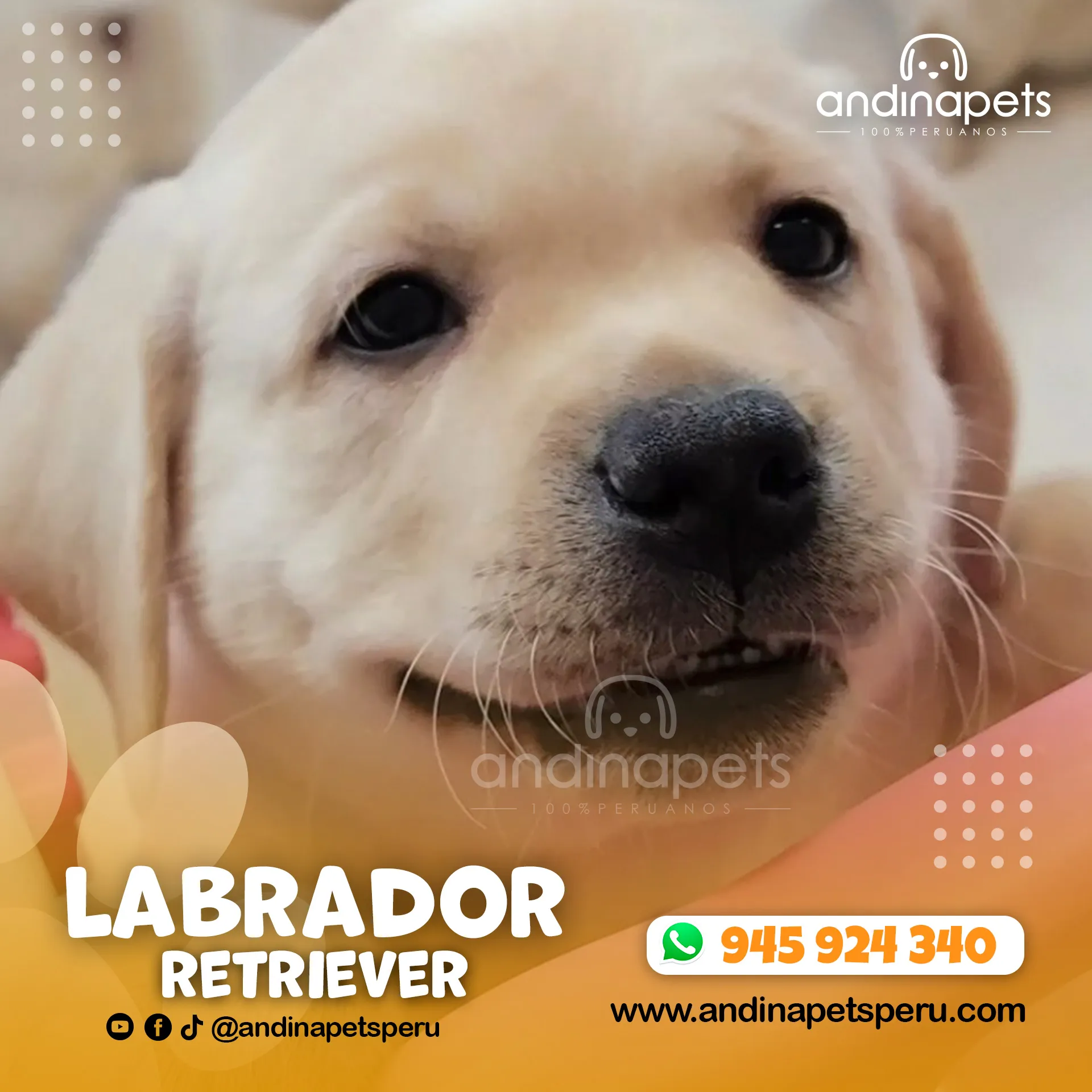 LABRADOR RETRIEVER HUESO - Imagen 4