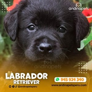 LABRADOR RETRIEVER NEGRO
