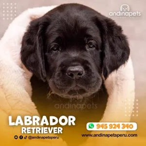 Alternative view of LABRADOR RETRIEVER NEGRO