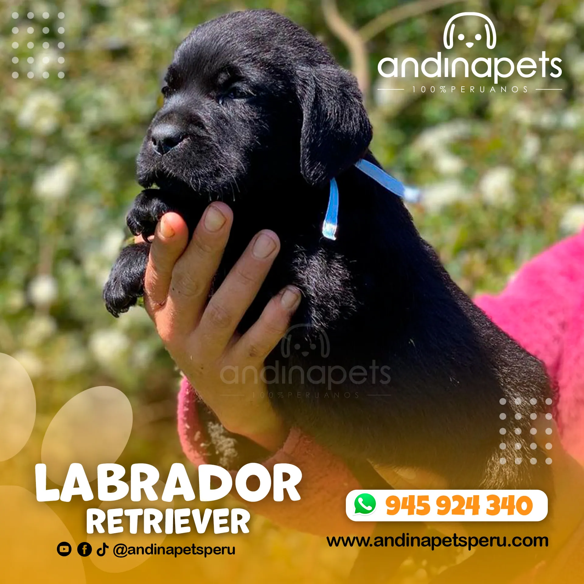 LABRADOR RETRIEVER NEGRO - Imagen 3