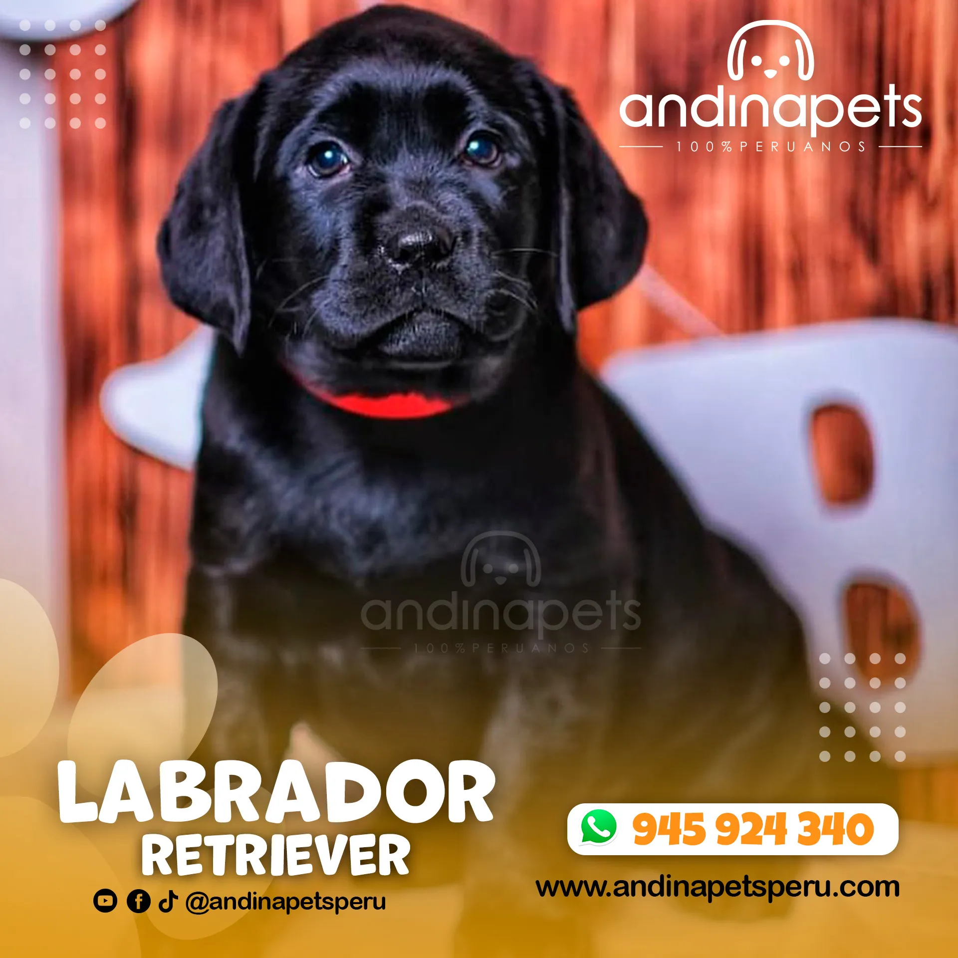 LABRADOR RETRIEVER NEGRO - Imagen 4