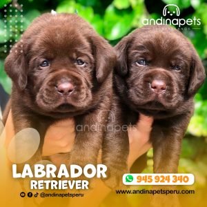 LABRADOR RETRIEVER CHOCOLATE
