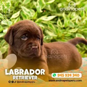 Alternative view of LABRADOR RETRIEVER CHOCOLATE